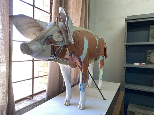 Animal Scienes